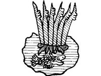 CVLZ1155.jpg