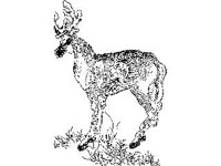 CVLZ3097.jpg