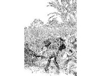 CVLZ3386.jpg