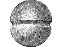 CVLZ1982.jpg