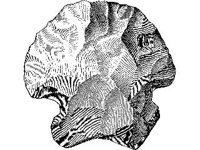 CVLZ1936.jpg