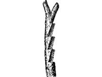 CVLZ1920.jpg