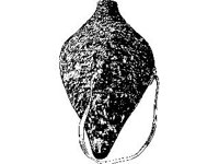 CVLZ1792.jpg