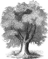 GRAY1296.jpg
