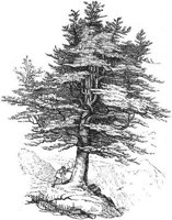GRAY1318.jpg
