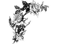 PLNT0052.jpg