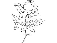 PLNT0051.jpg