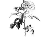 PLNT0050.jpg