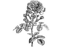 PLNT0049.jpg