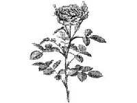 PLNT0047.jpg