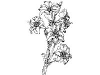 PLNT0043.jpg
