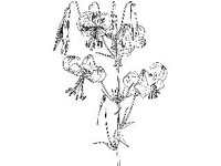 PLNT0042.jpg