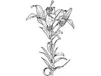PLNT0040.jpg