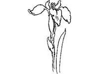 PLNT0039.jpg