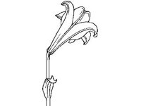 PLNT0035.jpg