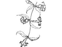 PLNT0034.jpg