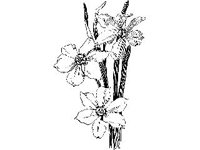 PLNT0032.jpg