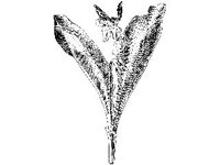 PLNT0030.jpg