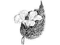 PLNT0028.jpg