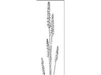 PLNT0027.jpg