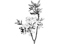 PLNT0025.jpg