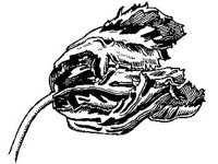 PLNT0024.jpg