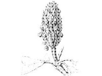 PLNT0021.jpg