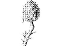 PLNT0020.jpg