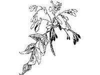 PLNT0019.jpg