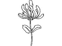 PLNT0018.jpg