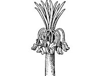 PLNT0017.jpg