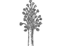 PLNT0015.jpg