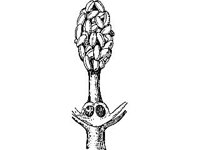 PLNT0014.jpg