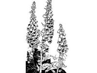 PLNT0012.jpg