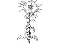 PLNT0011.jpg