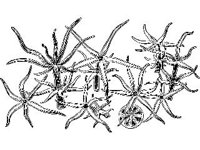 PLNT0009.jpg
