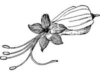 PLNT0007.jpg