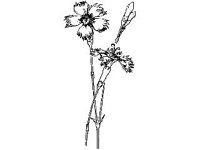PLNT0006.jpg