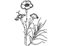 PLNT0005.jpg