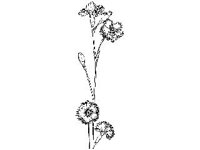 PLNT0004.jpg