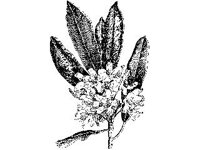 PLNT0001.jpg
