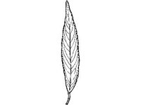 PLNT0106.jpg