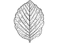 PLNT0105.jpg