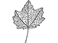 PLNT0104.jpg