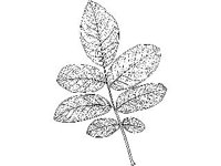 PLNT0103.jpg