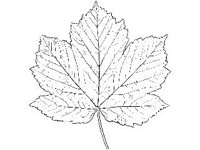 PLNT0102.jpg