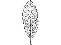 PLNT0101.jpg