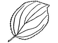 PLNT0100.jpg