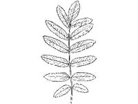 PLNT0099.jpg