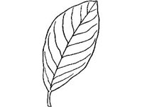 PLNT0097.jpg